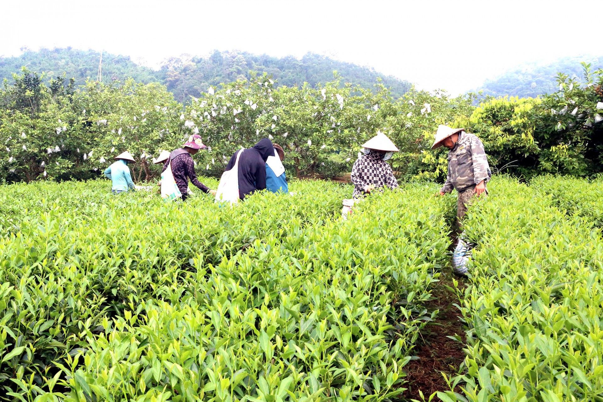 Người dân thôn Phiêng An thu hái chè