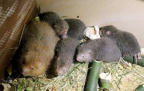 Xã Yên Phong huyện Chợ Đồn: Mô hình nuôi dúi - Hướng đi mới trong phát triển kinh tế