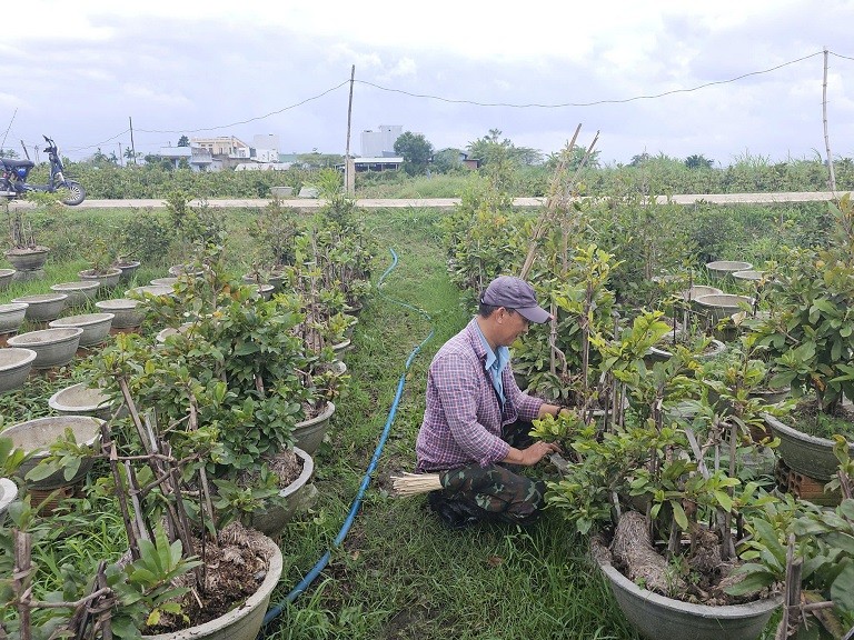 Bình Định: Làng nghề trồng mai tất bật chuẩn bị vụ Tết Bình Định: Làng nghề trồng mai tất bật chuẩn bị vụ Tết