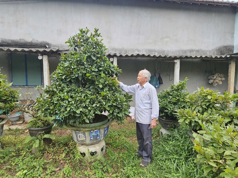 Bình Định: Làng nghề trồng mai tất bật chuẩn bị vụ Tết Bình Định: Làng nghề trồng mai tất bật chuẩn bị vụ Tết