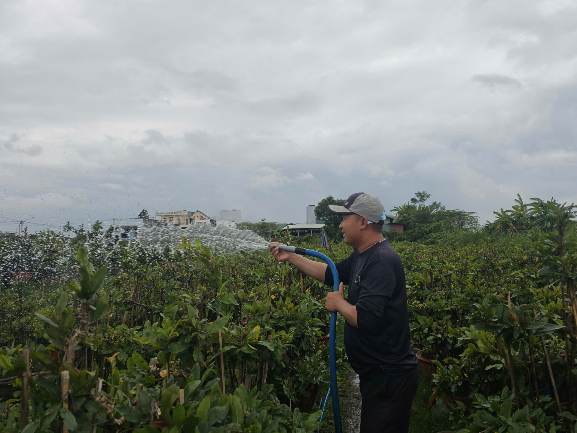 Bình Định: Làng nghề trồng mai tất bật chuẩn bị vụ Tết Bình Định: Làng nghề trồng mai tất bật chuẩn bị vụ Tết