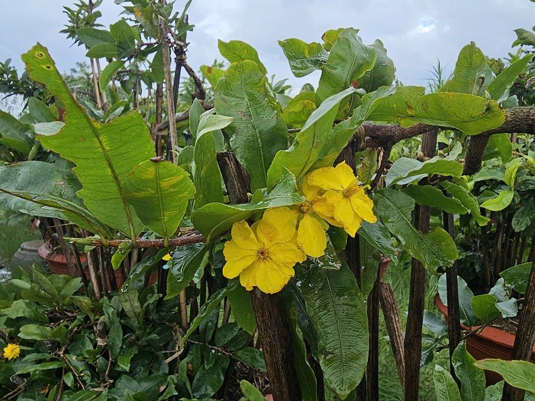 Bình Định: Làng nghề trồng mai tất bật chuẩn bị vụ Tết Bình Định: Làng nghề trồng mai tất bật chuẩn bị vụ Tết