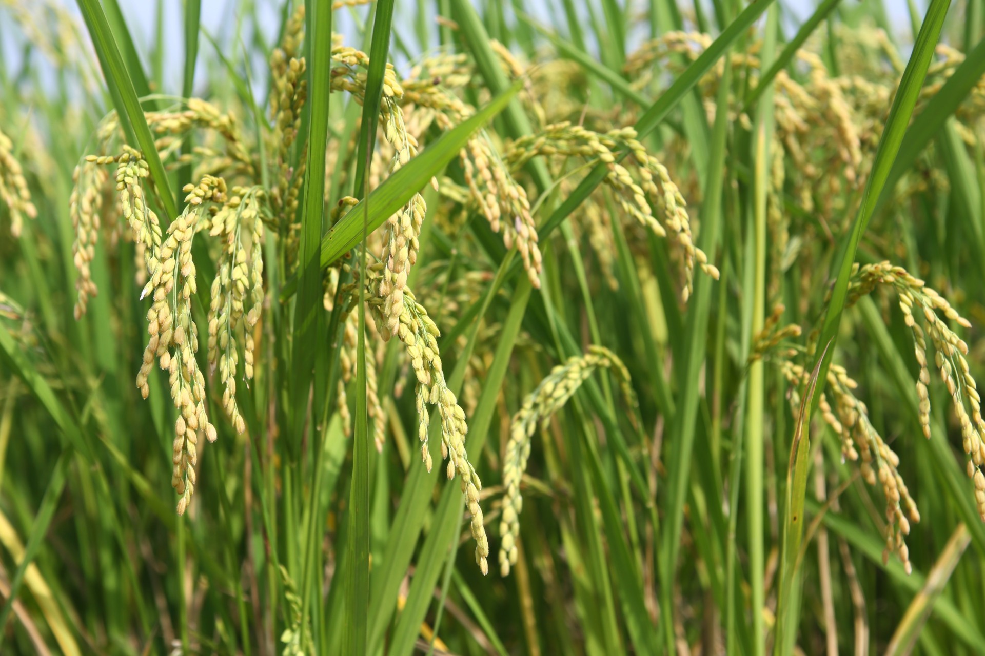 HTX đã liên kết các thành viên trong mô hình hợp tác để đưa kỹ thuật trồng lúa, bưởi theo tiêu chuẩn hữu cơ, VietGAP,