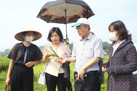 Hiệu quả từ chuỗi sản xuất- tiêu thụ lúa gạo ở Nam Phương Tiến