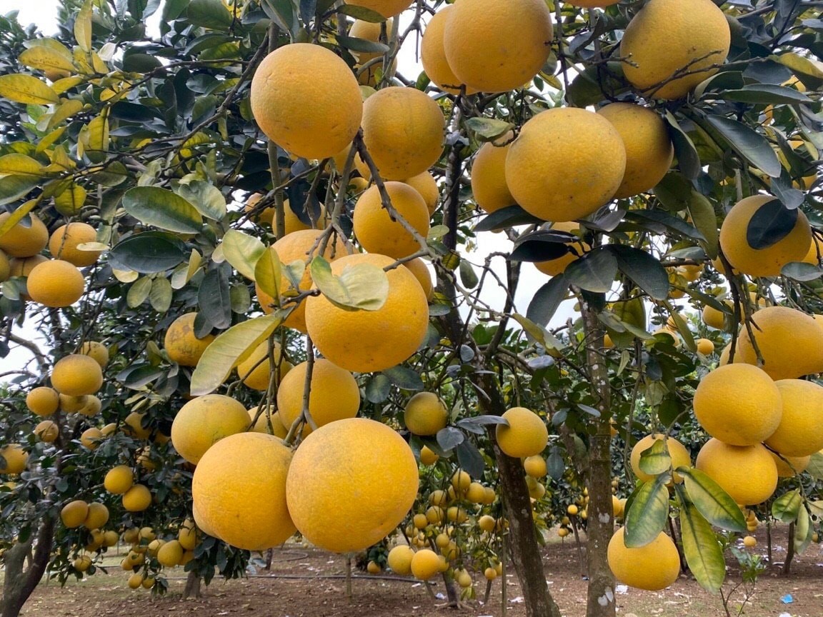 Hiệu quả từ chuỗi sản xuất- tiêu thụ lúa gạo ở Nam Phương Tiến