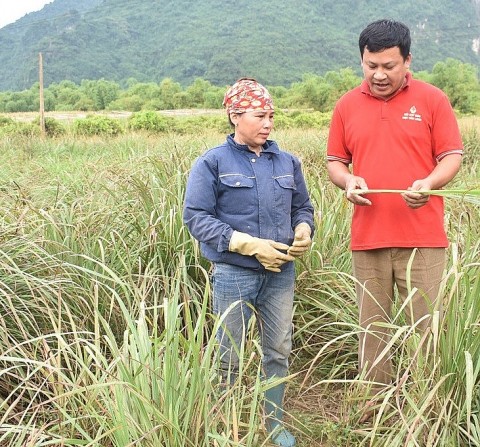 hoa binh khoi nghiep tu trong rau sach