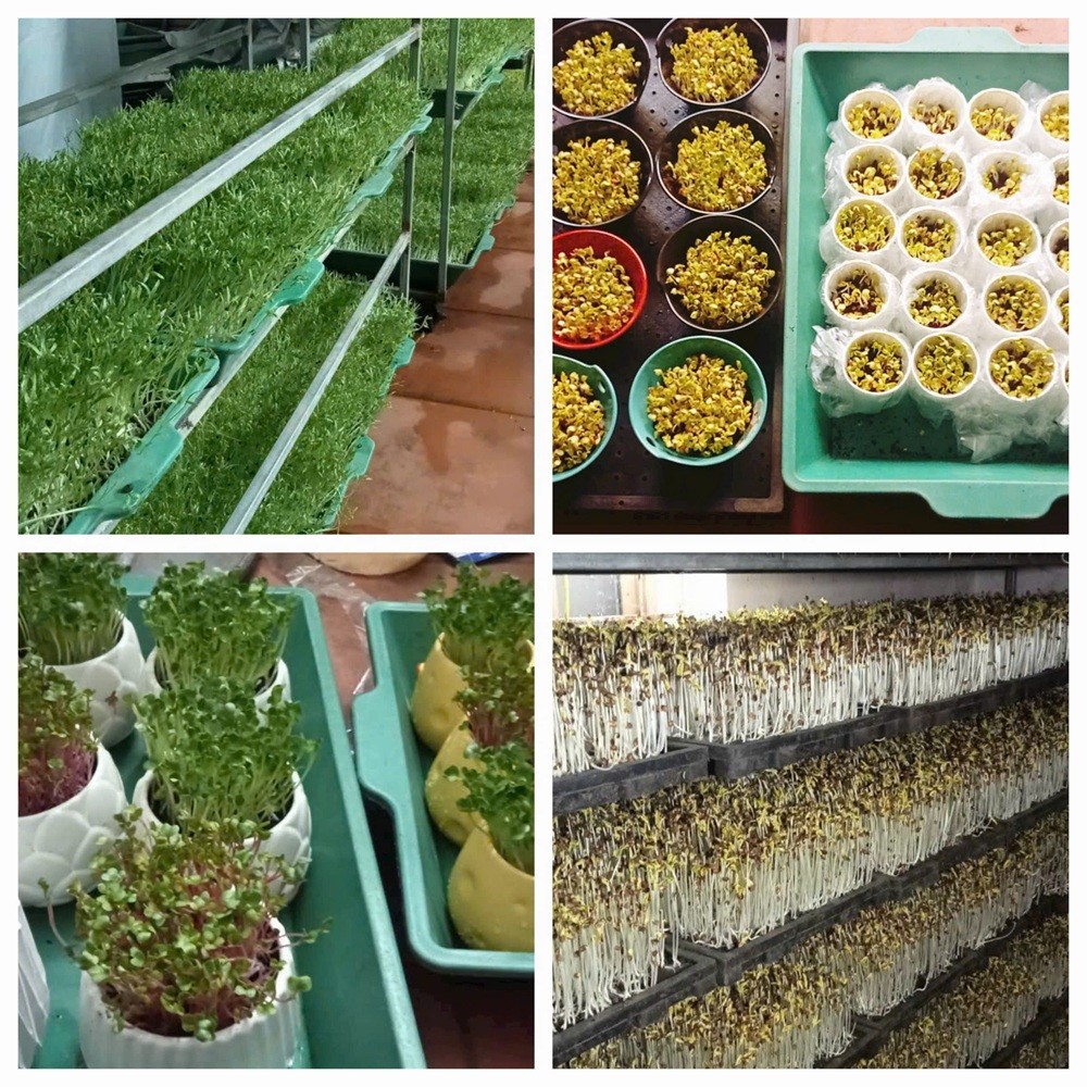 Sản phẩm Rau mầm tại cơ sở Rau Châu ANh 