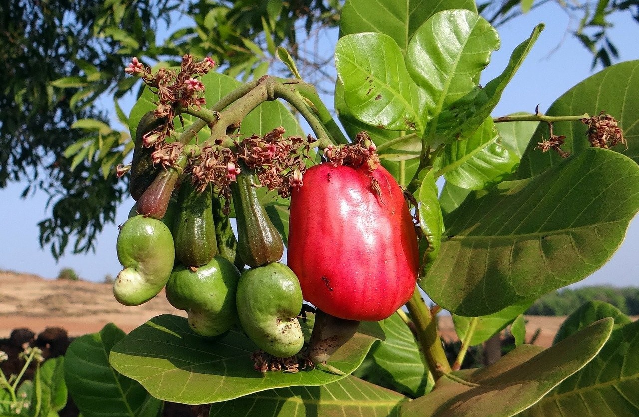 Hạt điều hữu cơ Đồng Thuận: Bước đột phá vươn ra thị trường trong và ngoài nước