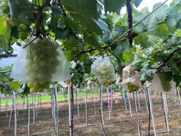 HTX nho Ninh Thuận EVERGREEN: Hành trình nâng tầng giá trị nông sản Việt