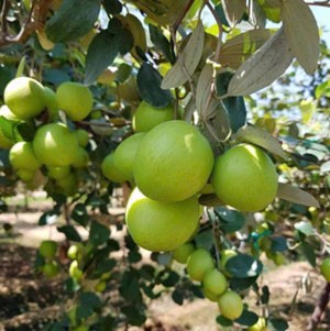 Táo tươi Trường Thọ của Ninh Thuận - Sản phẩm OCOP 3 sao