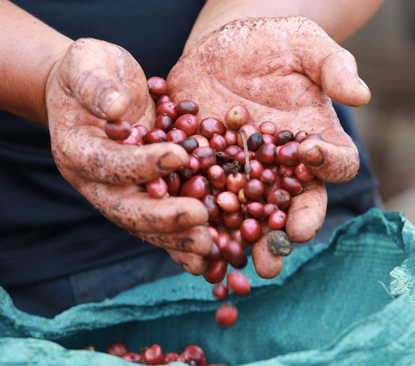 Nhộn nhịp mùa thu hoạch cà phê ở Đắk Lắk Nhộn nhịp mùa thu hoạch cà phê ở Đắk Lắk