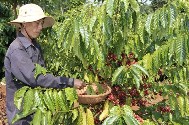 Những tour du lịch cà phê cũng đang rất được ưa chuộm. Những tour du lịch cà phê cũng đang rất được ưa chuộm.