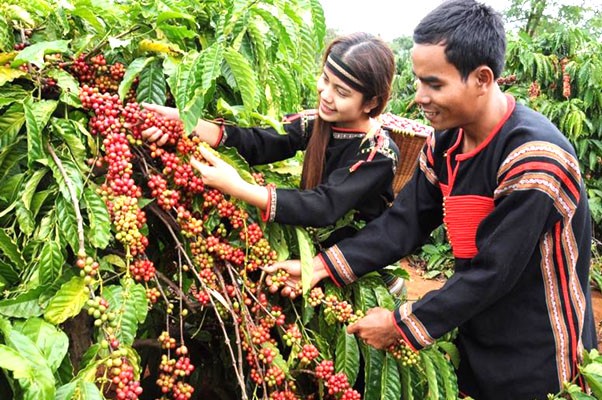 Nhộn nhịp mùa thu hoạch cà phê ở Đắk Lắk
