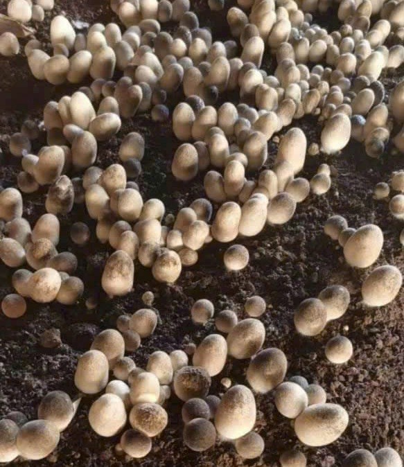 Nấm rơm được trồng công nghệ mới cho năng suất cao và chất lượng Nấm rơm được trồng công nghệ mới cho năng suất cao và chất lượng