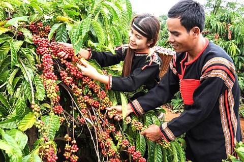 Nhộn nhịp mùa thu hoạch cà phê ở Đắk Lắk