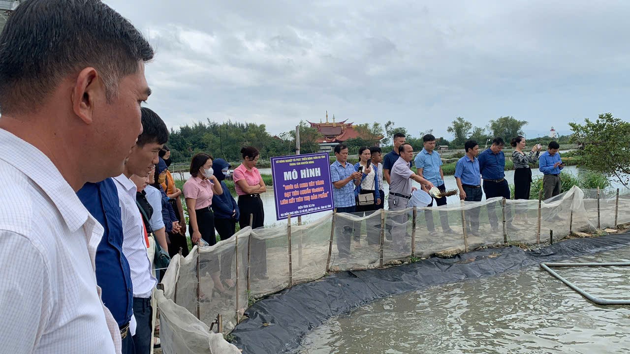 Hiệu quả kinh tế từ mô hình nuôi cá chim vây vàng Hiệu quả kinh tế từ mô hình nuôi cá chim vây vàng