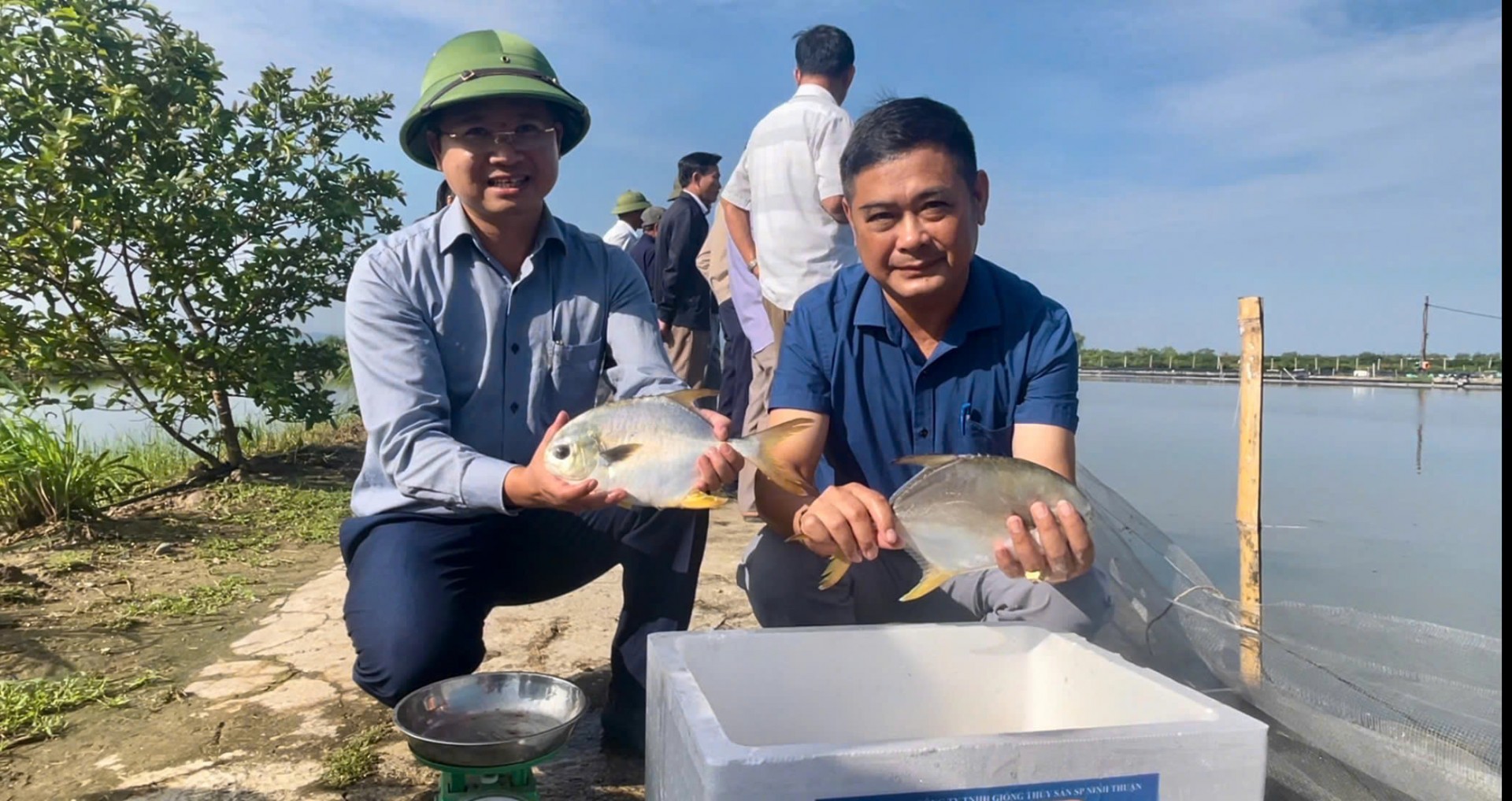 Hiệu quả kinh tế từ mô hình nuôi cá chim vây vàng Hiệu quả kinh tế từ mô hình nuôi cá chim vây vàng