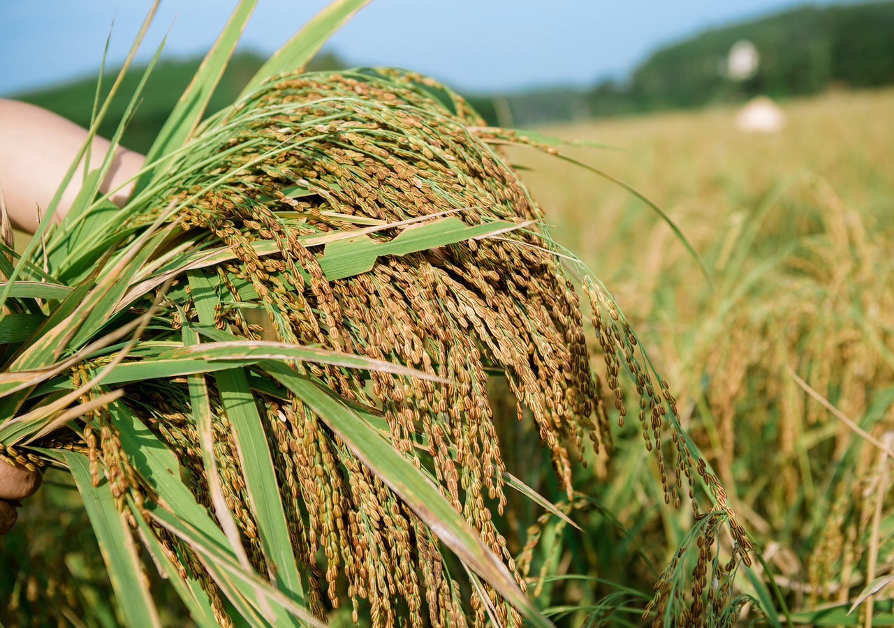 Sản phẩm OCOP gạo nếp Khoái Đen Hùng Xuyên ngày một vươn xa