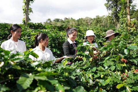 phat trien san pham ocop gan voi xay dung vung nguyen lieu
