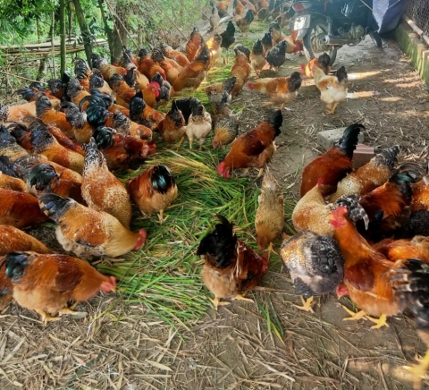 quang ninh chuan hoa san pham ocop