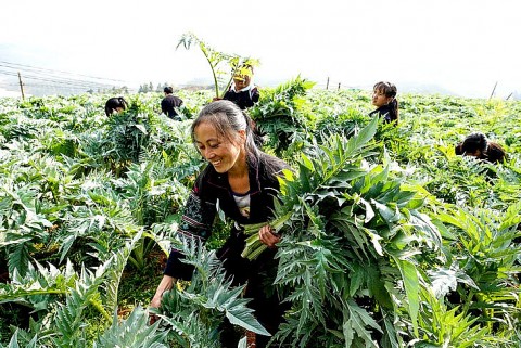 lao cai has more 02 5 star ocop products