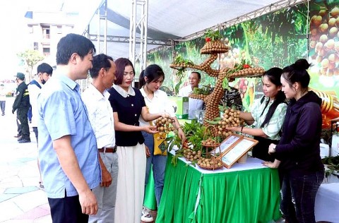 hung yen co nhieu san pham ocop