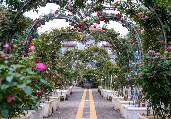 Festival Hoa Mê Linh lần thứ 2 - Lễ hội hoa lớn nhất Miền Bắc Festival Hoa Mê Linh lần thứ 2 - Lễ hội hoa lớn nhất Miền Bắc