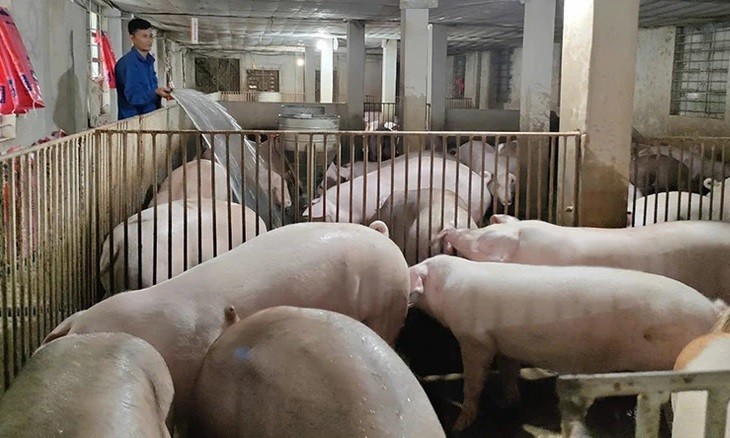 Người lao động vệ sinh chuồng trại chăn nuôi ở Nông trang xanh Tâm Thạnh. Người lao động vệ sinh chuồng trại chăn nuôi ở Nông trang xanh Tâm Thạnh.