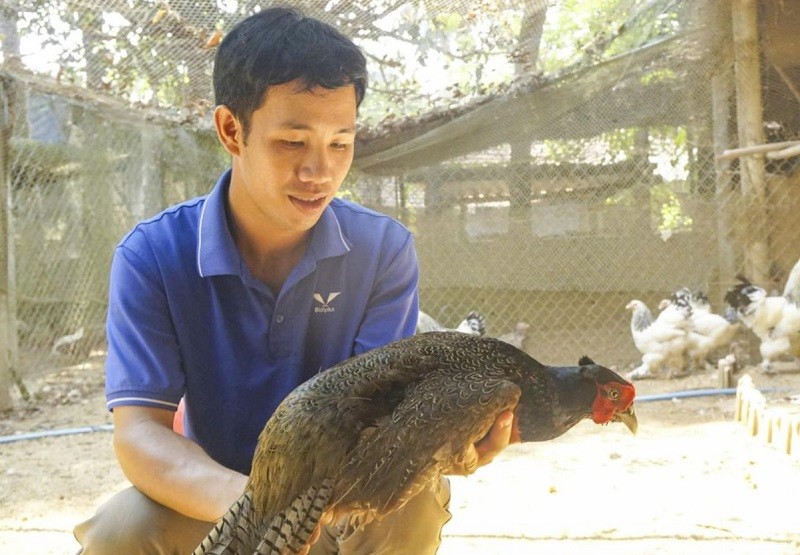 Làm giàu từ mô hình nuôi chim trĩ