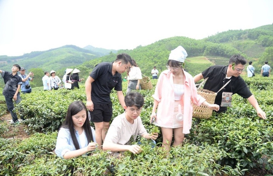 Du khách trải nghiệm hái chè tại đồi chè Tre Hoá nằm trong thị trấn Nông trường Thái Bình , huyện Đình Lập Du khách trải nghiệm hái chè tại đồi chè Tre Hoá nằm trong thị trấn Nông trường Thái Bình , huyện Đình Lập