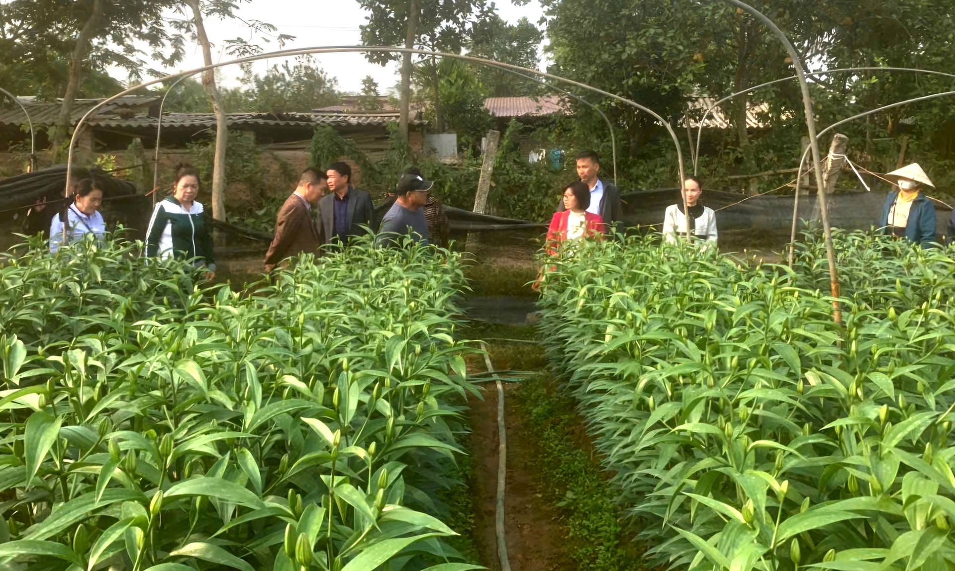 Đại diện Trung tâm Phát triển nông nghiệp Hà Nội, Phòng Kinh tế huyện Gia Lâm, UBND xã, Hội Nông dân xã Lệ Chi tham quan, đánh giá mô hình trồng hoa lily. Ảnh: Ánh Dương Đại diện Trung tâm Phát triển nông nghiệp Hà Nội, Phòng Kinh tế huyện Gia Lâm, UBND xã, Hội Nông dân xã Lệ Chi tham quan, đánh giá mô hình trồng hoa lily. Ảnh: Ánh Dương