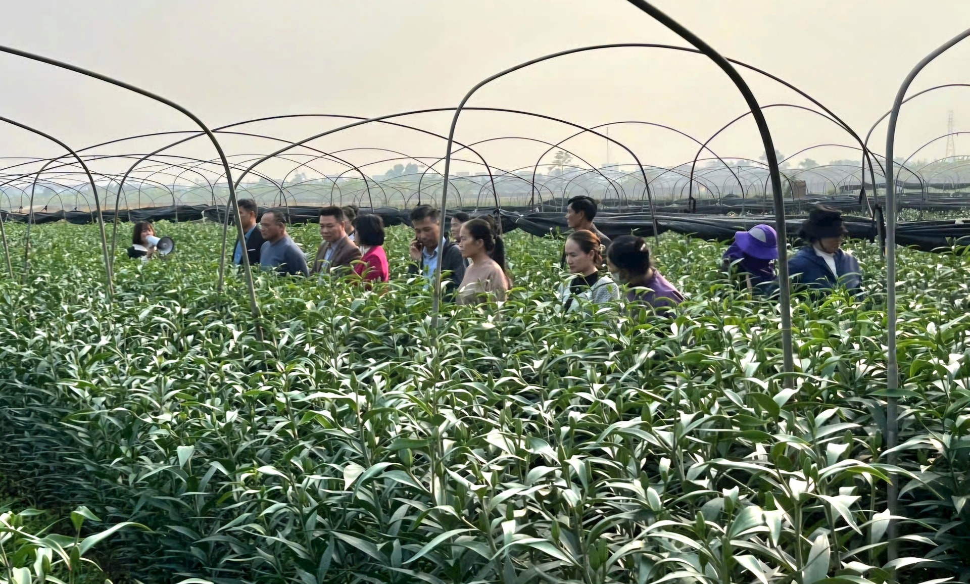 Mô hình sản xuất hoa lily ứng dụng công nghệ cao ở Lệ Chi cho thu nhập hàng trăm triệu đồng/ha/vụ Mô hình sản xuất hoa lily ứng dụng công nghệ cao ở Lệ Chi cho thu nhập hàng trăm triệu đồng/ha/vụ