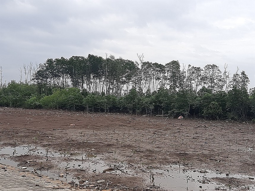 Rừng phòng hộ ven biển Tân Thành (xã Tân Thành, huyện Gò Công Đông, tỉnh Tiền Giang) Rừng phòng hộ ven biển Tân Thành (xã Tân Thành, huyện Gò Công Đông, tỉnh Tiền Giang)