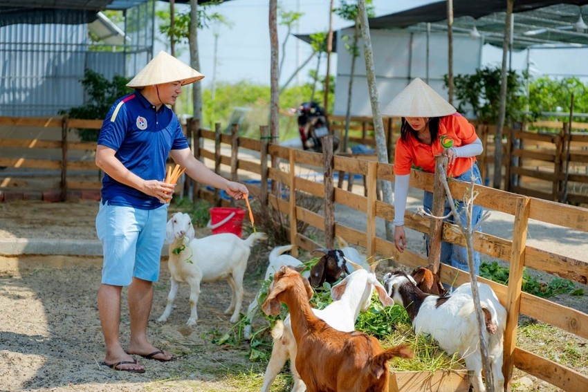 Nông trại kết hợp với du lịch sinh thái là mô hình đang được nhiều người dân lựa chọn Nông trại kết hợp với du lịch sinh thái là mô hình đang được nhiều người dân lựa chọn
