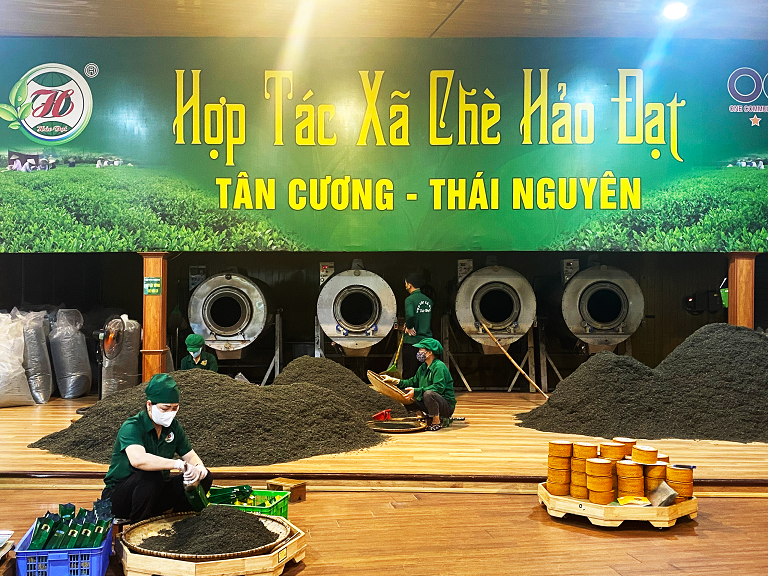 Nghệ nhân làng nghề Việt Nam Đào Thanh Hảo: Góp phần tạo dựng thương hiệu chè Thái Nguyên Nghệ nhân làng nghề Việt Nam Đào Thanh Hảo: Góp phần tạo dựng thương hiệu chè Thái Nguyên