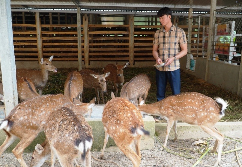 Nuôi hươu lấy nhung: Điểm sáng kinh tế của Hương Sơn Nuôi hươu lấy nhung: Điểm sáng kinh tế của Hương Sơn