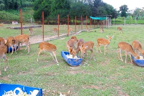 Nuôi hươu lấy nhung: Điểm sáng kinh tế của Hương Sơn Nuôi hươu lấy nhung: Điểm sáng kinh tế của Hương Sơn