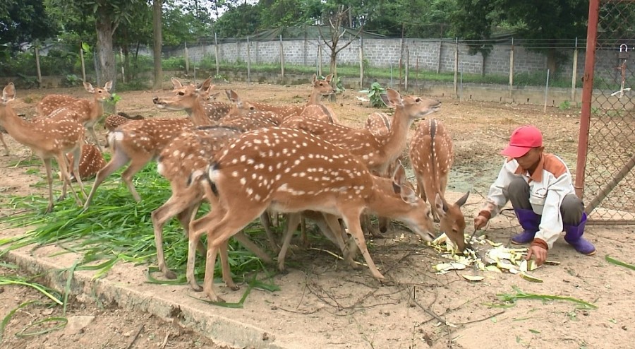 Nuôi hươu lấy nhung: Điểm sáng kinh tế của Hương Sơn Nuôi hươu lấy nhung: Điểm sáng kinh tế của Hương Sơn