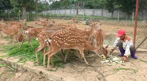 nuoi huou lay nhung diem sang kinh te cua huong son