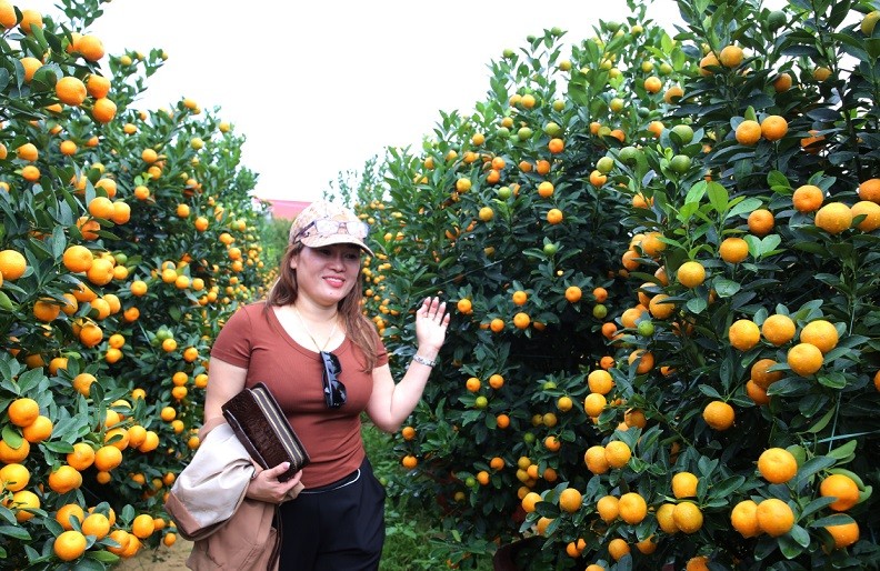 Làng quất cảnh lớn nhất miền Trung vào vụ Tết