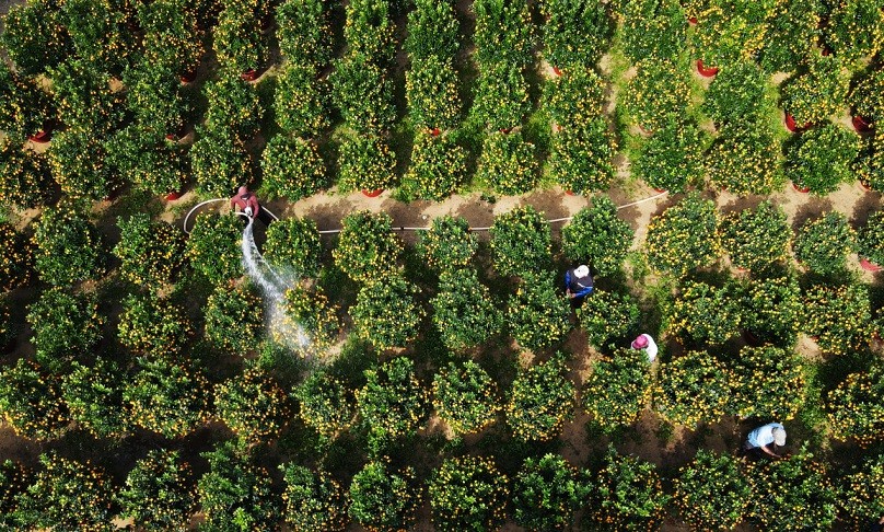 Làng quất cảnh lớn nhất miền Trung vào vụ Tết