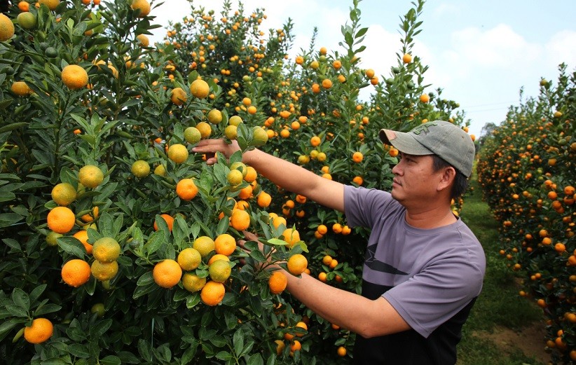 Làng quất cảnh lớn nhất miền Trung vào vụ Tết