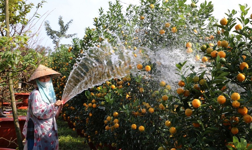 Làng quất cảnh lớn nhất miền Trung vào vụ Tết