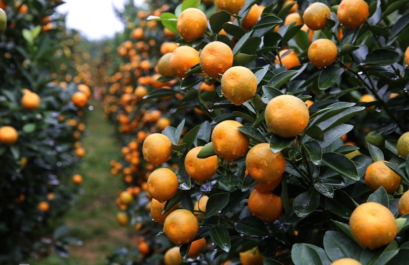 Làng quất cảnh lớn nhất miền Trung vào vụ Tết