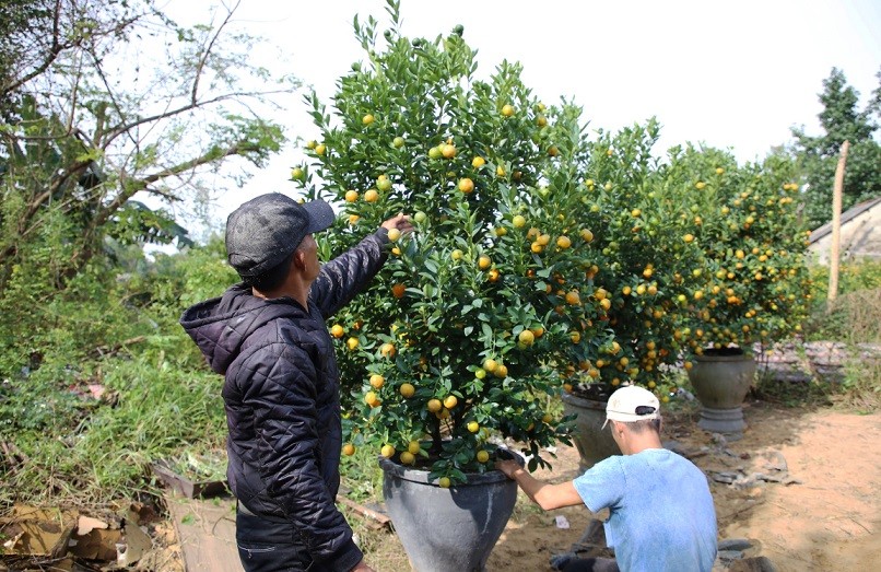 Làng quất cảnh lớn nhất miền Trung vào vụ Tết