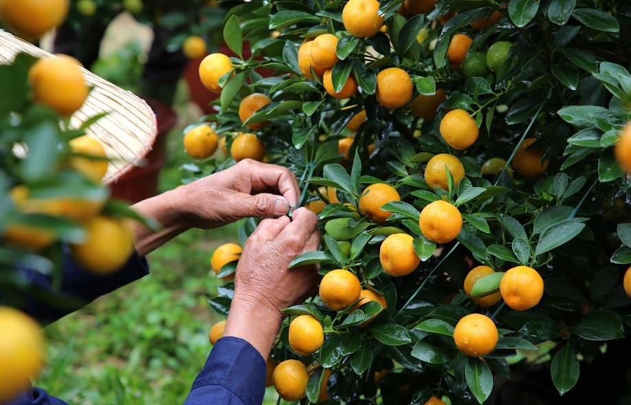 Làng quất cảnh lớn nhất miền Trung vào vụ Tết