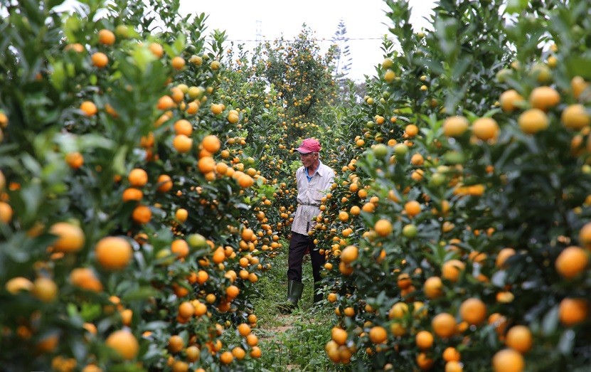 Làng quất cảnh lớn nhất miền Trung vào vụ Tết