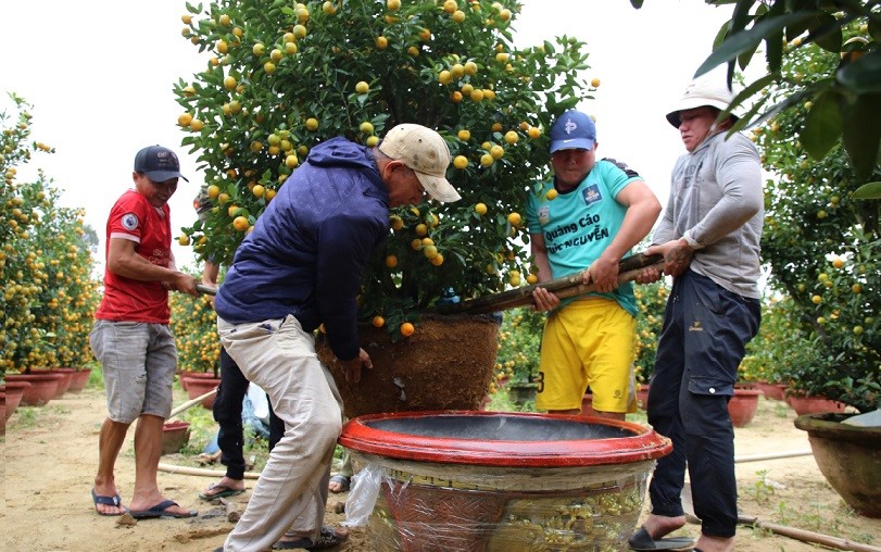 Làng quất cảnh lớn nhất miền Trung vào vụ Tết