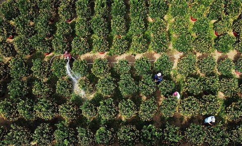 Làng quất cảnh lớn nhất miền Trung vào vụ Tết