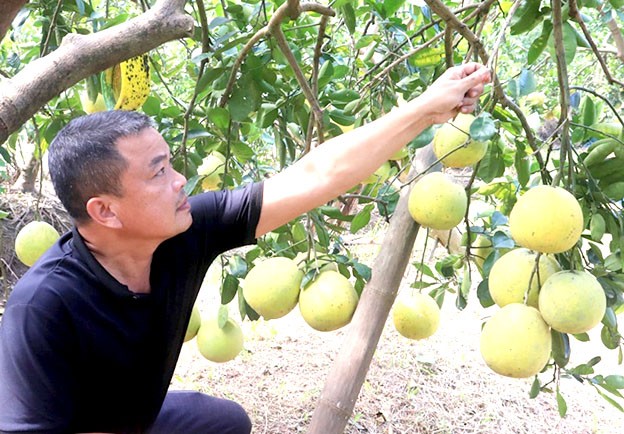Sản phẩm bưởi của hộ gia đình anh Nguyễn Tiến Luyện (xã Lam Điền, huyện Chương Mỹ) đã được chứng nhận OCOP 3 sao.